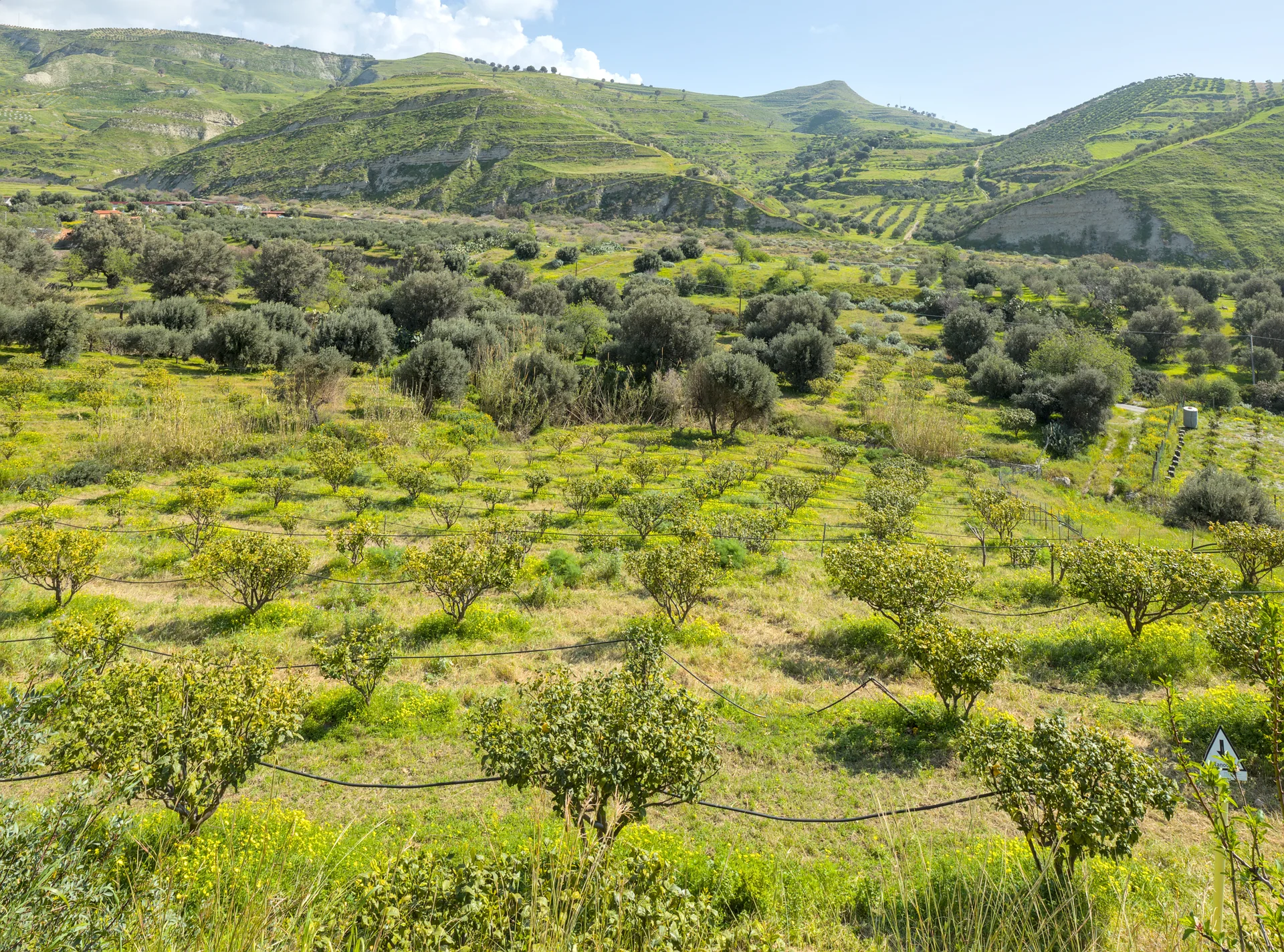 Melito di Porto Salvo 通往 Pentedattilo 道路旁的丘陵与果园