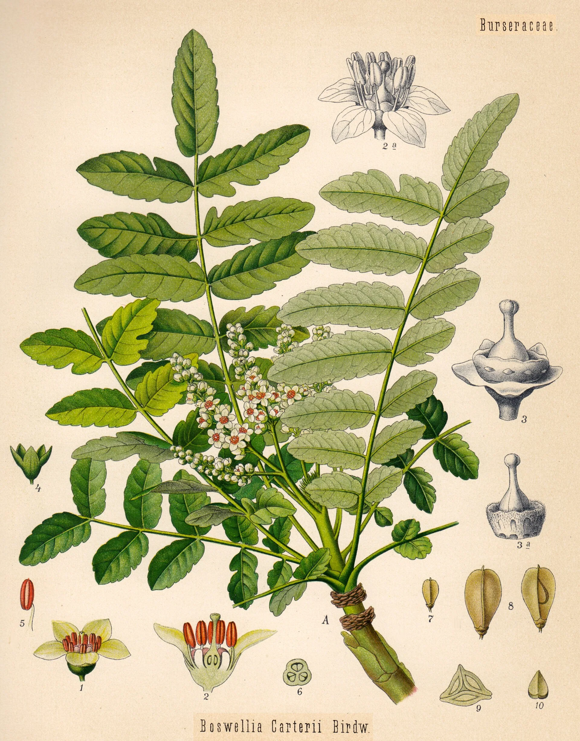 十九世纪标作 Boswellia carteri 的乳香树植物图版,展示枝叶、花与果实