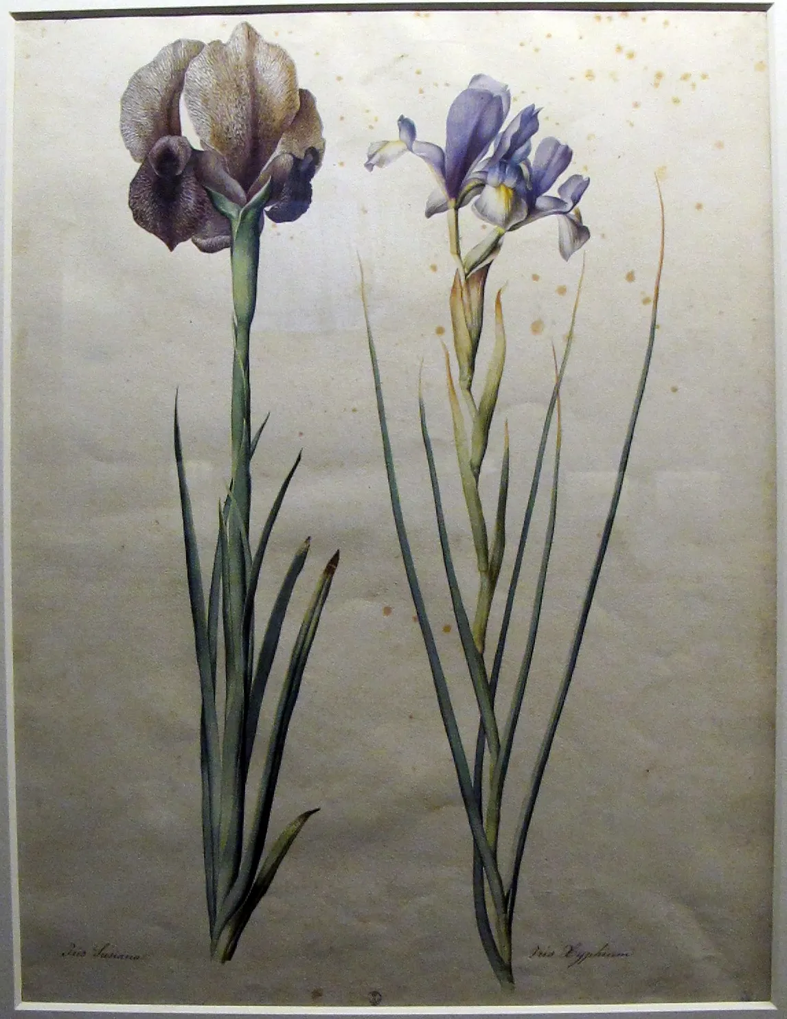 Jacopo Ligozzi 画的两株鸢尾