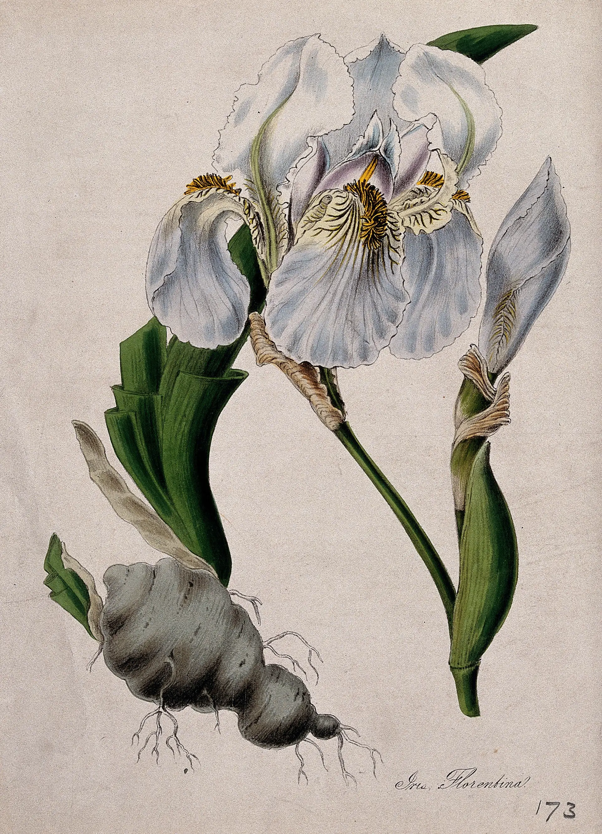 佛罗伦萨鸢尾的花与根茎,彩色石版画