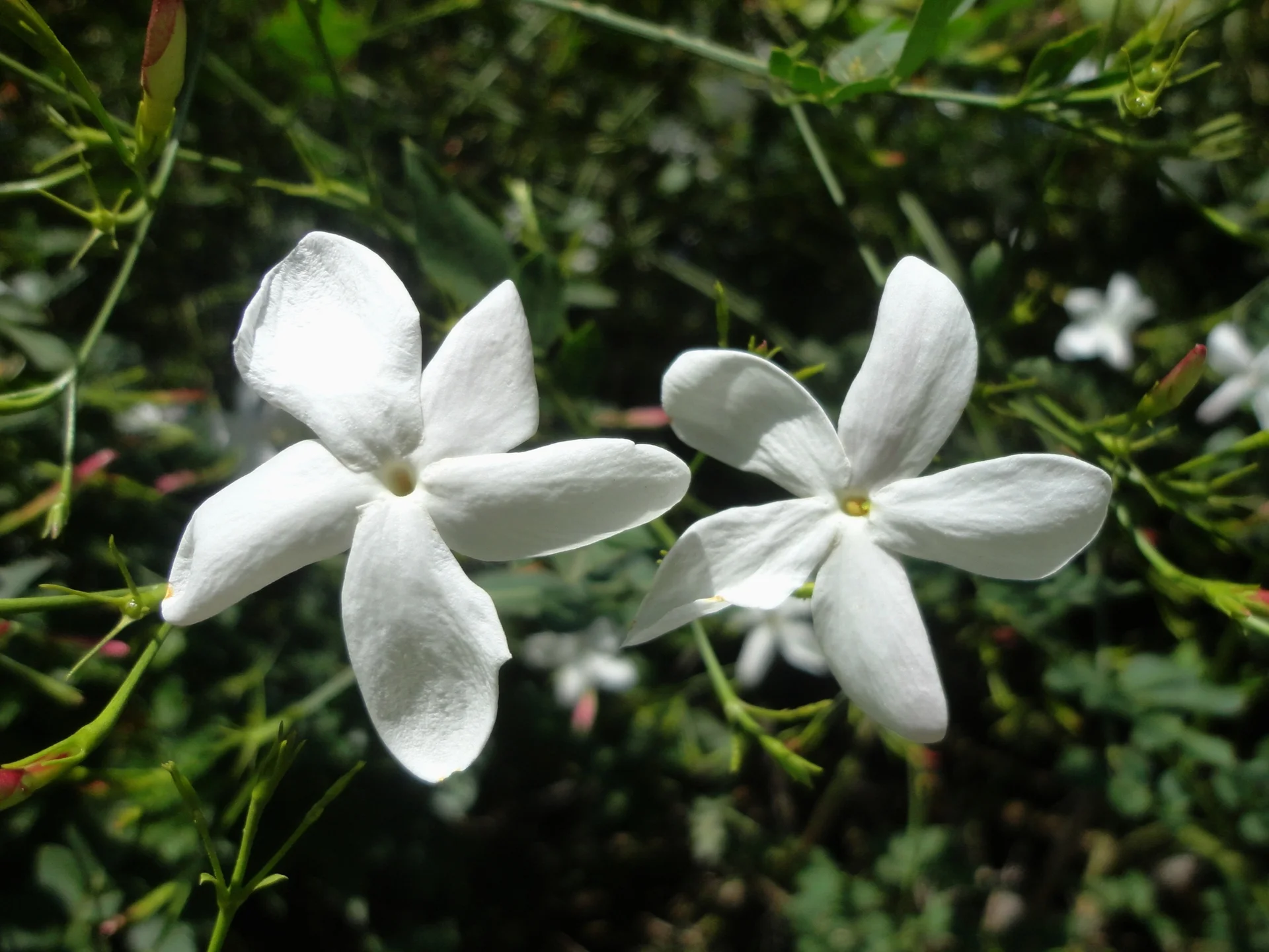 五瓣大花茉莉的开放花、花蕾与细长枝条