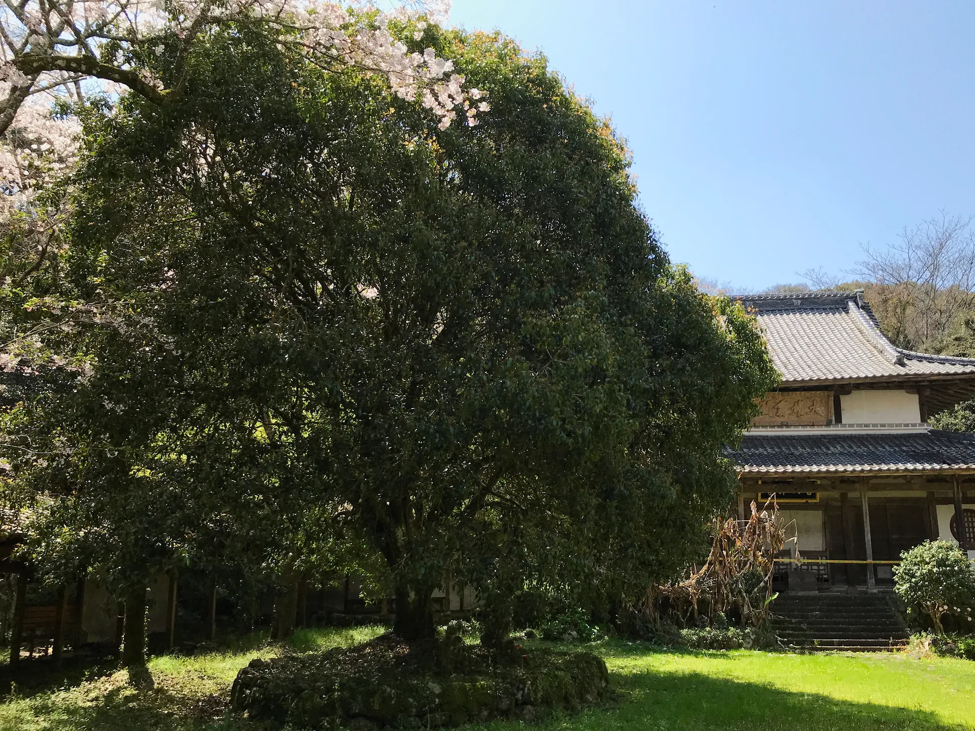 寺院里的一株金木犀