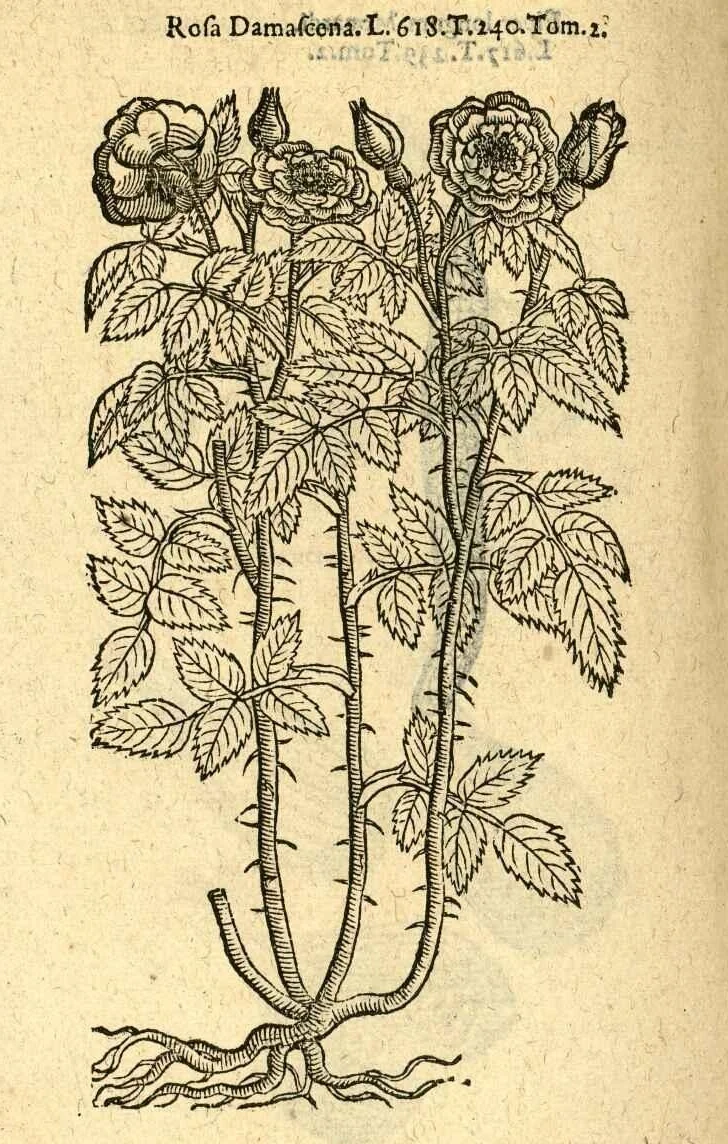 1591 年大马士革玫瑰木刻