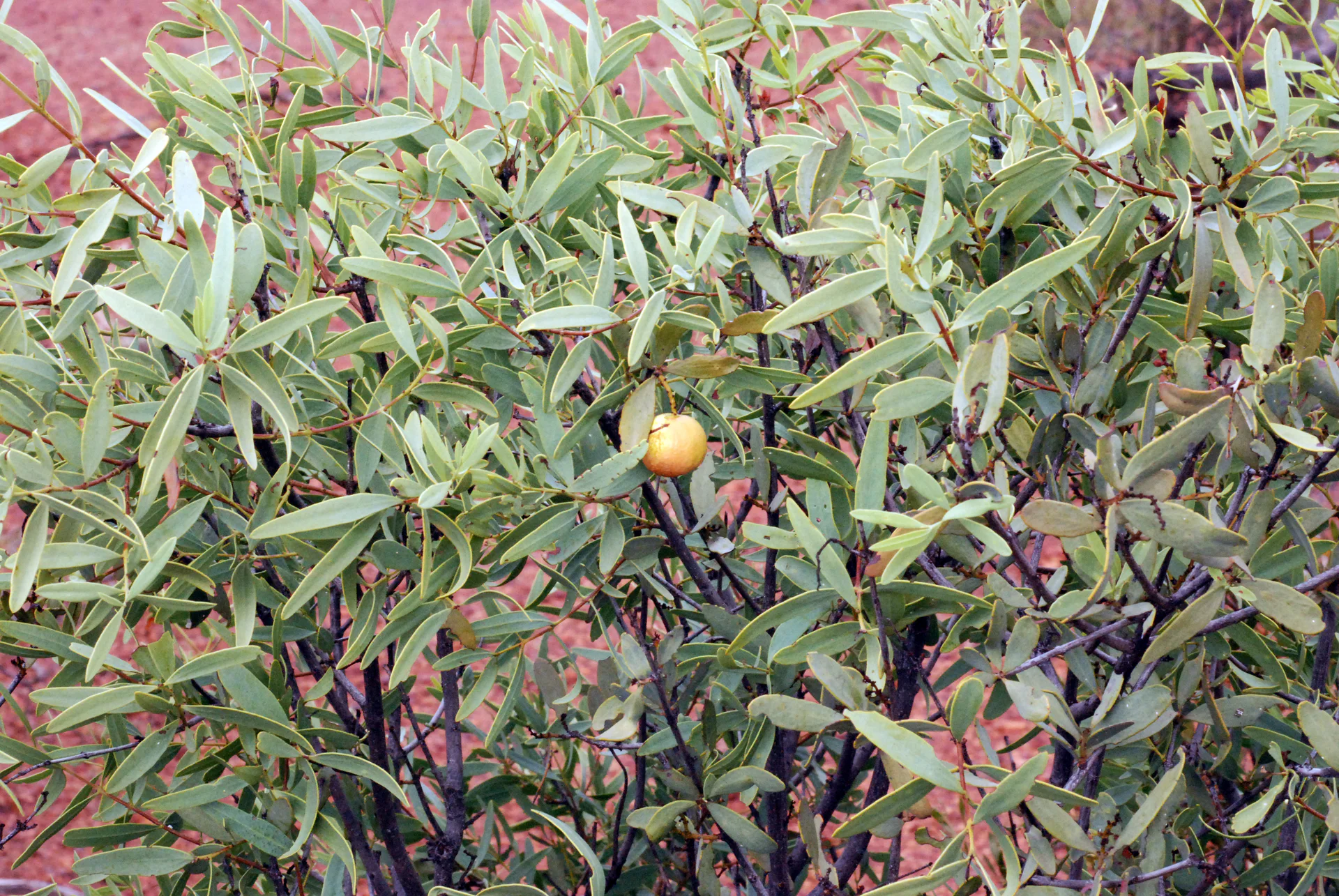西澳大利亚野外的 Santalum spicatum 枝叶
