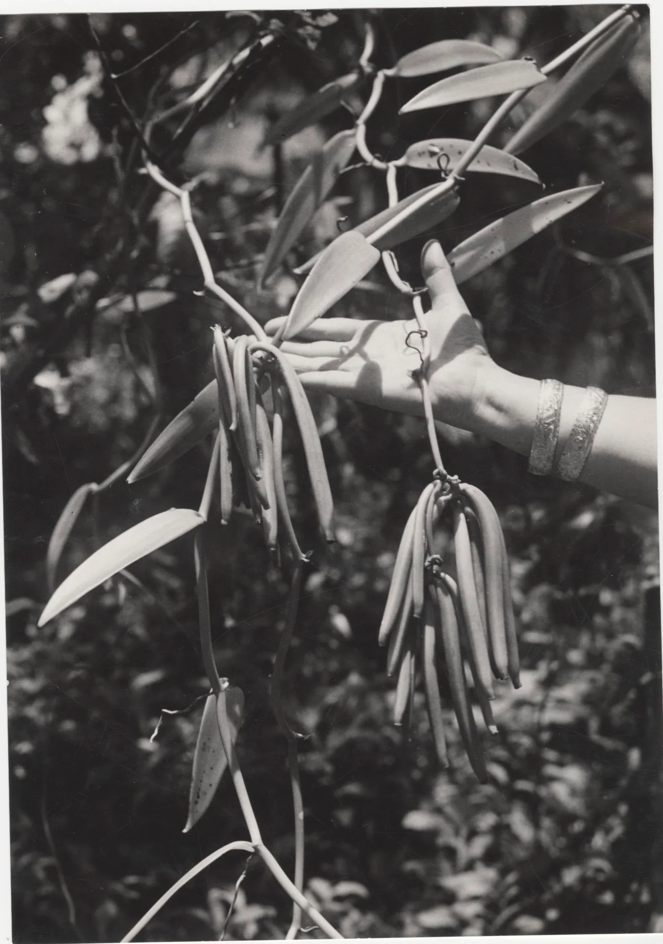 1963 年照片中仍挂在藤上的绿色香草果实与一只手