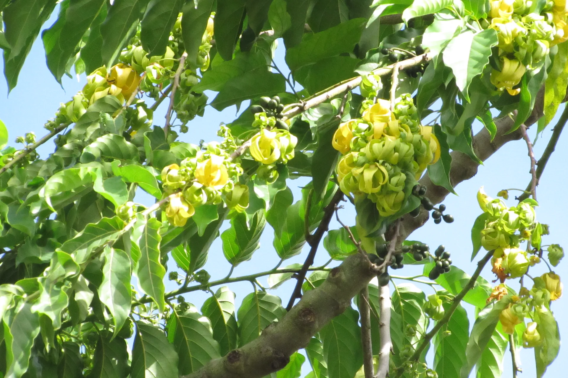 依兰树枝上的花与成串果实