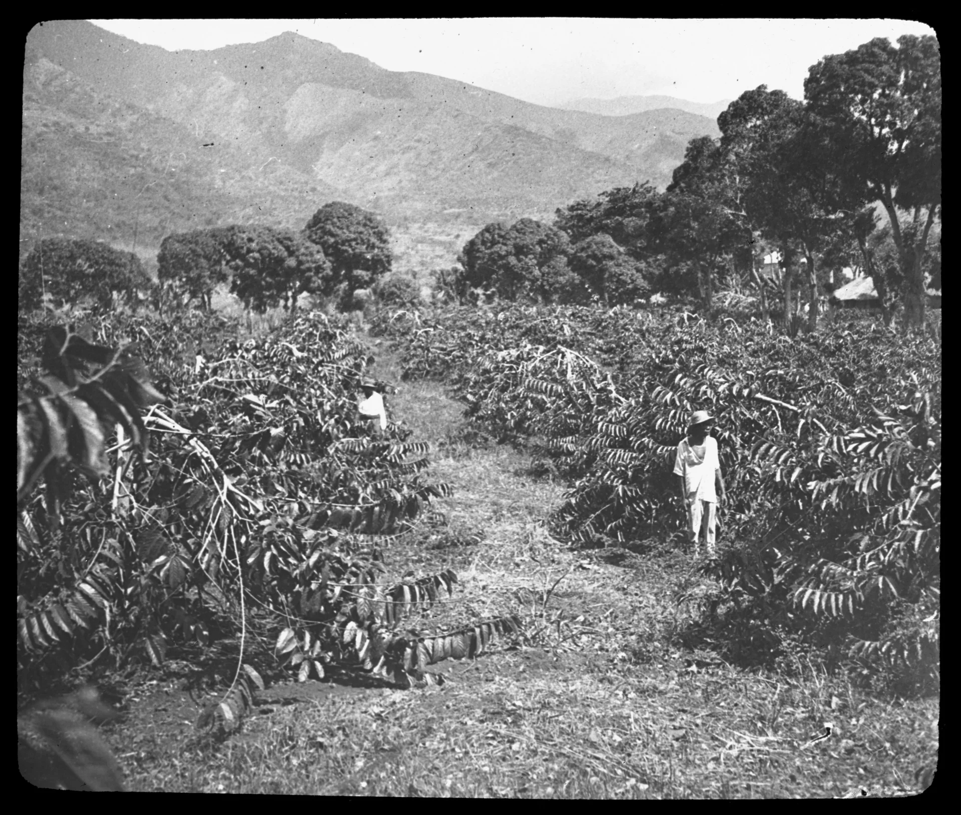 二十世纪二十年代科摩罗依兰种植园及田间劳动者